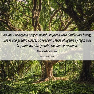 Picture 06 - Xaakinnada 6:4 SOM - oo intay ag degaan ayay ka baabbi'in jireen wixii - Bible Verse Picture