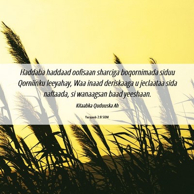 Picture 06 - Yacquub 2:8 SOM - Haddaba haddaad oofisaan sharciga boqornimada - Bible Verse Picture