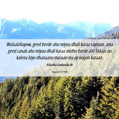 Picture 06 - Yacquub 3:12 SOM - Walaalahayow, geed berde ahu miyuu dhali karaa - Bible Verse Picture