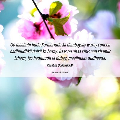 Picture 06 - Yashuuca 5:11 SOM - Oo maalintii Iidda Kormaridda ka dambaysay waxay - Bible Verse Picture
