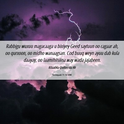 Picture 06 - Yeremyaah 11:16 SOM - Rabbigu wuxuu magacaaga u bixiyey Geed saytuun oo - Bible Verse Picture