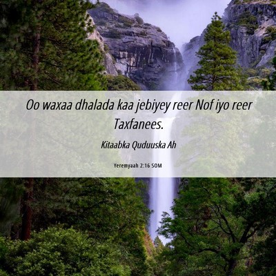 Picture 06 - Yeremyaah 2:16 SOM - Oo waxaa dhalada kaa jebiyey reer Nof iyo reer - Bible Verse Picture
