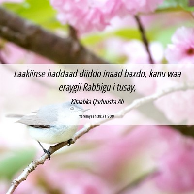 Picture 06 - Yeremyaah 38:21 SOM - Laakiinse haddaad diiddo inaad baxdo, kanu waa - Bible Verse Picture