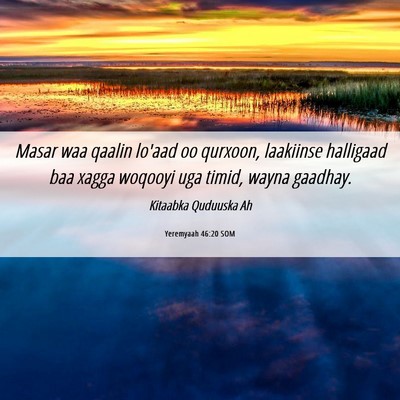 Picture 06 - Yeremyaah 46:20 SOM - Masar waa qaalin lo'aad oo qurxoon, laakiinse - Bible Verse Picture
