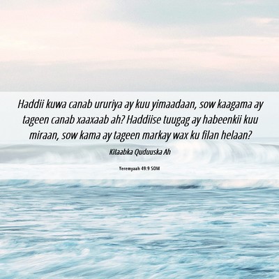 Picture 06 - Yeremyaah 49:9 SOM - Haddii kuwa canab ururiya ay kuu yimaadaan, sow - Bible Verse Picture