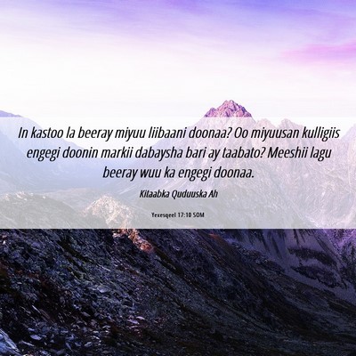 Picture 06 - Yexesqeel 17:10 SOM - In kastoo la beeray miyuu liibaani doonaa? Oo - Bible Verse Picture