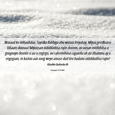 Picture 06 - Yexesqeel 17:9 SOM - Waxaad ku tidhaahdaa, Sayidka Rabbiga ahu wuxuu - Bible Verse Picture