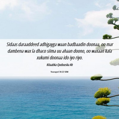 Picture 06 - Yexesqeel 34:22 SOM - Sidaas daraaddeed adhigayga waan badbaadin - Bible Verse Picture