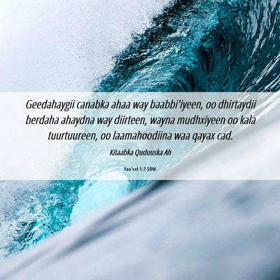 Picture 06 - Yoo'eel 1:7 SOM - Geedahaygii canabka ahaa way baabbi'iyeen, oo - Bible Verse Picture