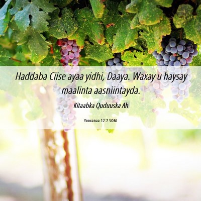 Picture 06 - Yooxanaa 12:7 SOM - Haddaba Ciise ayaa yidhi, Daaya. Waxay u haysay - Bible Verse Picture