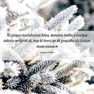 Picture 06 - Yooxanaa 4:36 SOM - Kii gooyaa mushahaaruu helaa, wuxuuna midho u - Bible Verse Picture