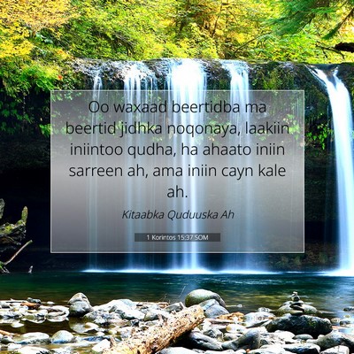 Picture 07 - 1 Korintos 15:37 SOM - Oo waxaad beertidba ma beertid jidhka noqonaya, - Bible Verse Picture