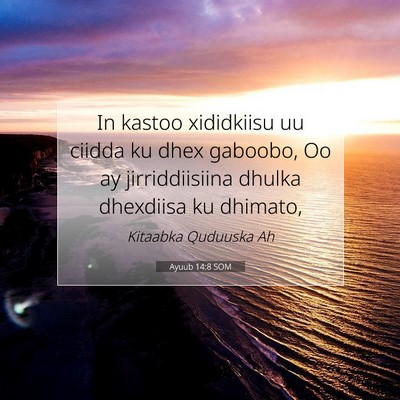 Picture 07 - Ayuub 14:8 SOM - In kastoo xididkiisu uu ciidda ku dhex gaboobo, - Bible Verse Picture