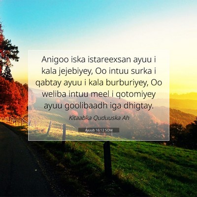 Picture 07 - Ayuub 16:12 SOM - Anigoo iska istareexsan ayuu i kala jejebiyey, Oo - Bible Verse Picture