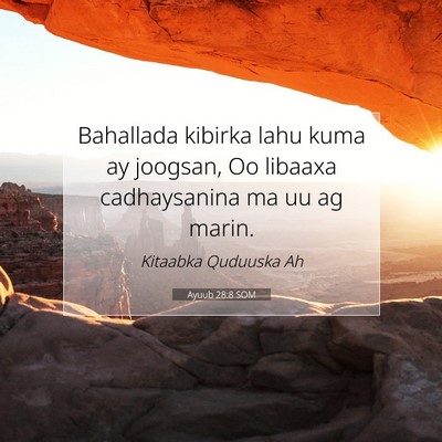 Picture 07 - Ayuub 28:8 SOM - Bahallada kibirka lahu kuma ay joogsan, Oo - Bible Verse Picture