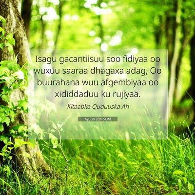 Picture 07 - Ayuub 28:9 SOM - Isagu gacantiisuu soo fidiyaa oo wuxuu saaraa - Bible Verse Picture