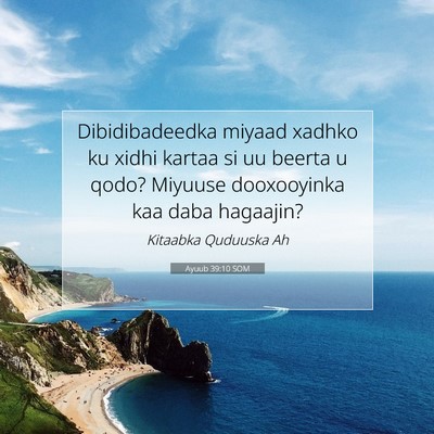 Picture 07 - Ayuub 39:10 SOM - Dibidibadeedka miyaad xadhko ku xidhi kartaa si - Bible Verse Picture