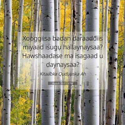 Picture 07 - Ayuub 39:11 SOM - Xooggiisa badan daraaddiis miyaad isugu - Bible Verse Picture