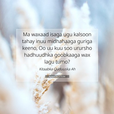 Picture 07 - Ayuub 39:12 SOM - Ma waxaad isaga ugu kalsoon tahay inuu midhahaaga - Bible Verse Picture