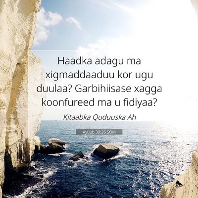 Picture 07 - Ayuub 39:26 SOM - Haadka adagu ma xigmaddaaduu kor ugu duulaa? - Bible Verse Picture