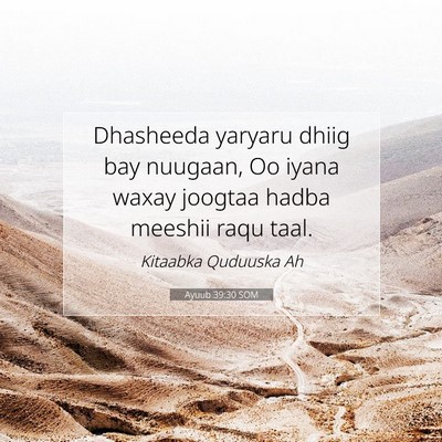 Picture 07 - Ayuub 39:30 SOM - Dhasheeda yaryaru dhiig bay nuugaan, Oo iyana - Bible Verse Picture