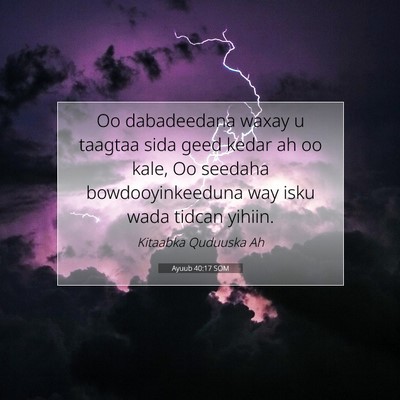 Picture 07 - Ayuub 40:17 SOM - Oo dabadeedana waxay u taagtaa sida geed kedar ah - Bible Verse Picture