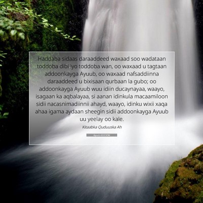 Picture 07 - Ayuub 42:8 SOM - Haddaba sidaas daraaddeed waxaad soo wadataan - Bible Verse Picture