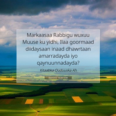 Picture 07 - Baxniintii 16:28 SOM - Markaasaa Rabbigu wuxuu Muuse ku yidhi, Ilaa - Bible Verse Picture