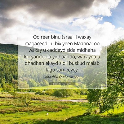 Picture 07 - Baxniintii 16:31 SOM - Oo reer binu Israa'iil waxay magaceedii u - Bible Verse Picture