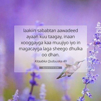 Picture 07 - Baxniintii 9:16 SOM - laakiin sababtan aawadeed ayaan kuu taagay, inaan - Bible Verse Picture