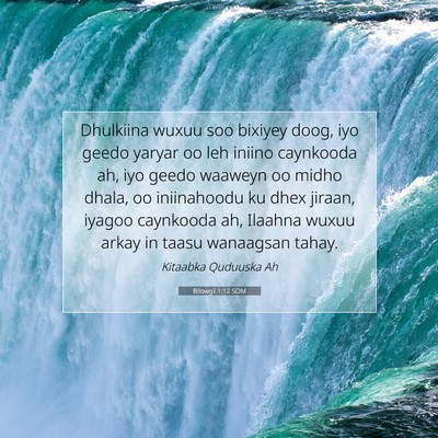 Picture 07 - Bilowgii 1:12 SOM - Dhulkiina wuxuu soo bixiyey doog, iyo geedo - Bible Verse Picture