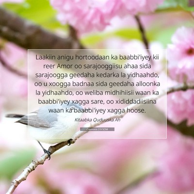 Picture 07 - Caamoos 2:9 SOM - Laakiin anigu hortoodaan ka baabbi'iyey kii reer - Bible Verse Picture