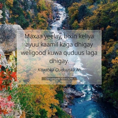 Picture 07 - Cibraaniyada 10:14 SOM - Maxaa yeelay, bixin keliya ayuu kaamil kaga - Bible Verse Picture