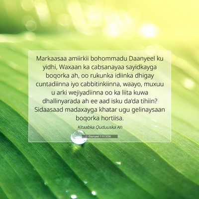 Picture 07 - Daanyeel 1:10 SOM - Markaasaa amiirkii bohommadu Daanyeel ku yidhi, - Bible Verse Picture