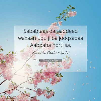 Picture 07 - Efesos 3:14 SOM - Sababtaas daraaddeed waxaan ugu jilba joogsadaa - Bible Verse Picture