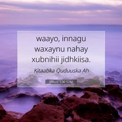 Picture 07 - Efesos 5:30 SOM - waayo, innagu waxaynu nahay xubnihii - Bible Verse Picture