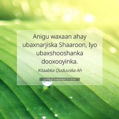 Picture 07 - Gabaygii Sulaymaan 2:1 SOM - Anigu waxaan ahay ubaxnarjiska Shaaroon, Iyo - Bible Verse Picture