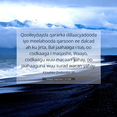 Picture 07 - Gabaygii Sulaymaan 2:14 SOM - Qoolleydayda qararka dillaacyadooda iyo - Bible Verse Picture
