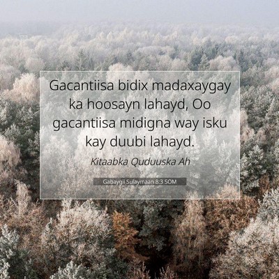 Picture 07 - Gabaygii Sulaymaan 8:3 SOM - Gacantiisa bidix madaxaygay ka hoosayn lahayd, Oo - Bible Verse Picture