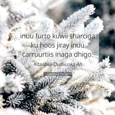 Picture 07 - Galatiya 4:5 SOM - inuu furto kuwii sharciga ku hoos jiray inuu - Bible Verse Picture