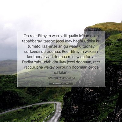 Picture 07 - Hoosheeca 10:11 SOM - Oo reer Efrayim waa sidii qaalin lo'aad oo la - Bible Verse Picture
