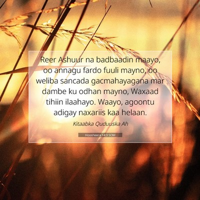 Picture 07 - Hoosheeca 14:3 SOM - Reer Ashuur na badbaadin maayo, oo annagu fardo - Bible Verse Picture