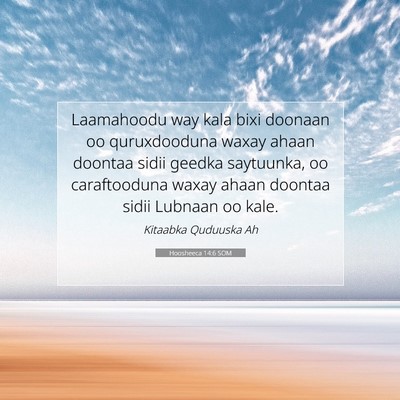 Picture 07 - Hoosheeca 14:6 SOM - Laamahoodu way kala bixi doonaan oo quruxdooduna - Bible Verse Picture