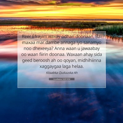 Picture 07 - Hoosheeca 14:8 SOM - Reer Efrayim waxay odhan doonaan, Bal maxaa mar - Bible Verse Picture
