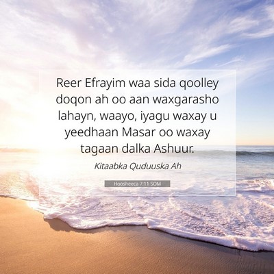 Picture 07 - Hoosheeca 7:11 SOM - Reer Efrayim waa sida qoolley doqon ah oo aan - Bible Verse Picture