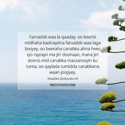 Picture 07 - Ishacyaah 16:10 SOM - Farxaddii waa la qaaday, oo beertii midhaha - Bible Verse Picture