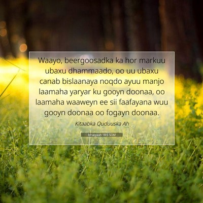Picture 07 - Ishacyaah 18:5 SOM - Waayo, beergoosadka ka hor markuu ubaxu - Bible Verse Picture
