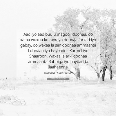Picture 07 - Ishacyaah 35:2 SOM - Aad iyo aad buu u magooli doonaa, oo xataa wuxuu - Bible Verse Picture
