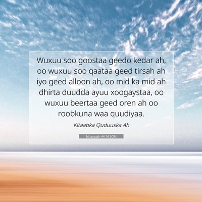 Picture 07 - Ishacyaah 44:14 SOM - Wuxuu soo goostaa geedo kedar ah, oo wuxuu soo - Bible Verse Picture