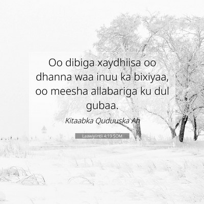 Picture 07 - Laawiyiintii 4:19 SOM - Oo dibiga xaydhiisa oo dhanna waa inuu ka - Bible Verse Picture